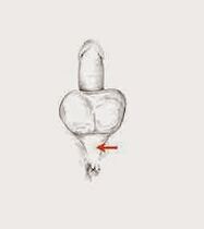 потенциалдуу булчуңдар жана алардын чыңалышы понсо